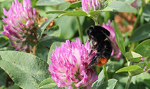 New seed listings pave the way for better choice and performance